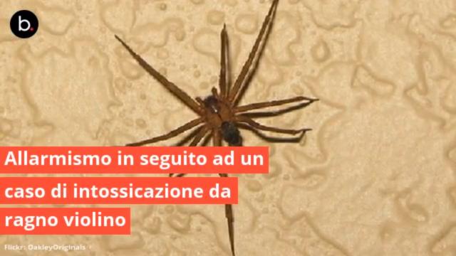 I rischi del morso del ragno violino
