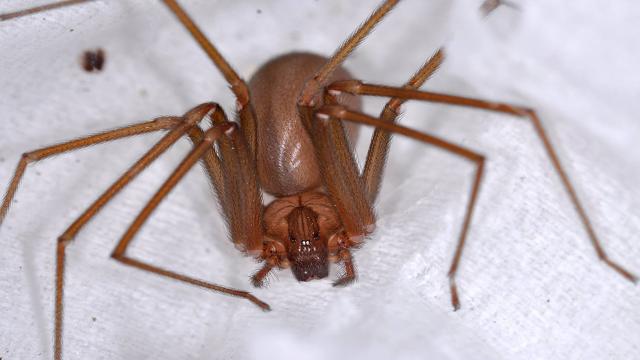 Ragno Violino: tutto quello che c'è da sapere