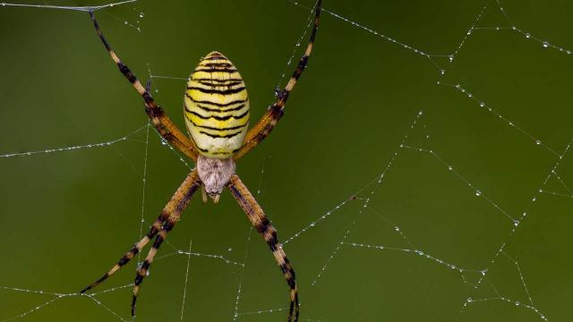 Nella tela del ragno, miracolo della natura 
