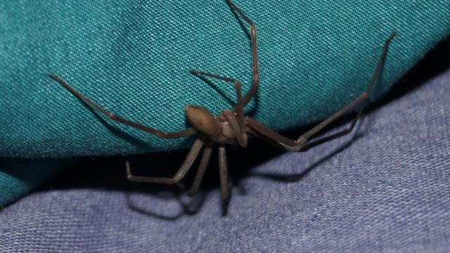 Ragno Violino: in arrivo l'antidoto