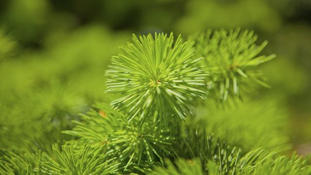 VIDEO - Salute, processionaria del pino: ecco cosa può causare