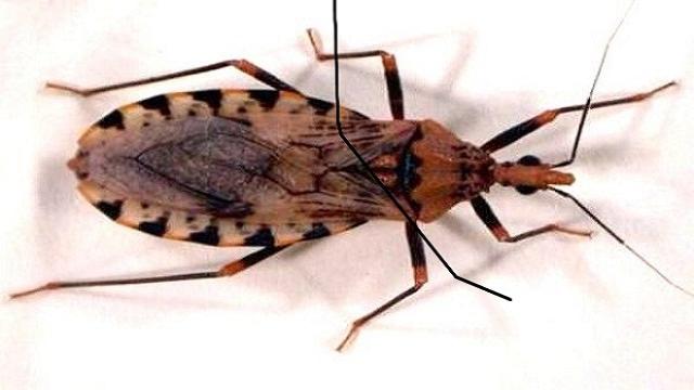 VÍDEO: La enfermedad de Chagas, una zoonosis endémica