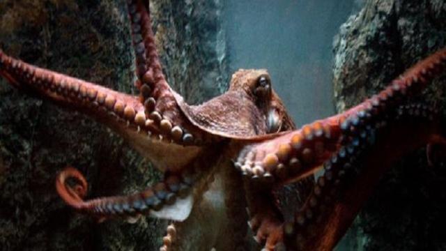 Polpi come ET: ecco la ricerca choc, 'Sono extraterrestri'