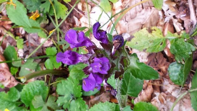 VÌDEO: Usos y beneficios de la consuelda