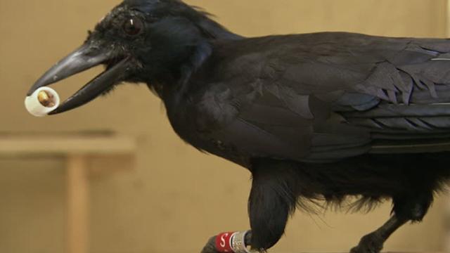 Torino: cornacchie attaccano passanti, tre persone ricoverate