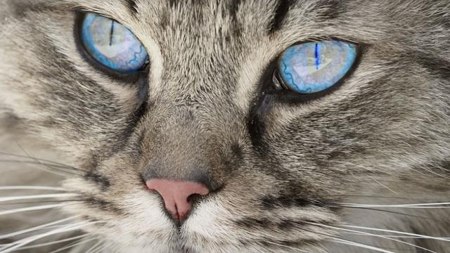 Animals should not have to suffer just to test cosmetics