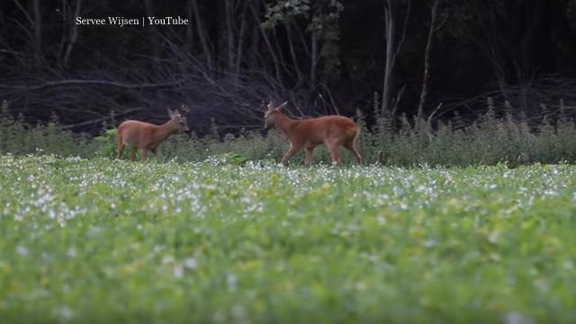 Deer drowned after public tried to help with sea rescue near Clarence Esplanade