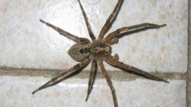 Ragno violino: il morso può causare problemi ma c'è troppo allarmismo