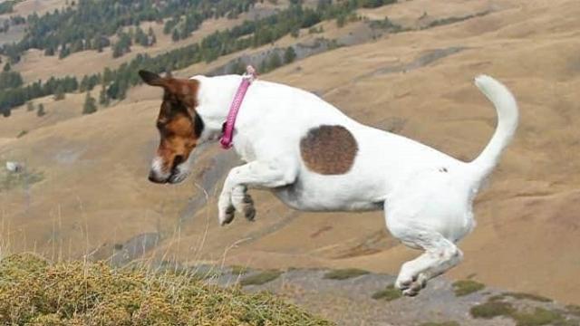 Instagram photography awards dominated by dog entries