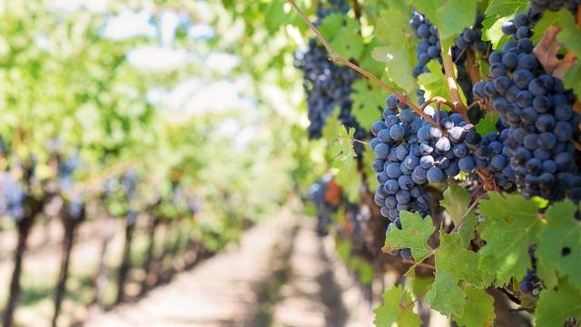 US vineyard stripped of its entire harvest overnight
