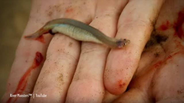 Candiru: Amazon fish with horrific rep may lodge inside human urethra 