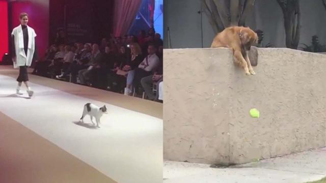 Cat takes up modelling while a dog just wants to play ball