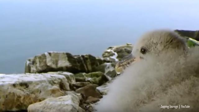 Fulmar Chicks: The baby seabird with a deathly predatory bird repellent