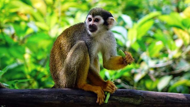 Egyptian housewife jailed for 3 years for sexually assaulting a monkey