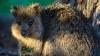 Quokka selfies are the new craze on Instagram