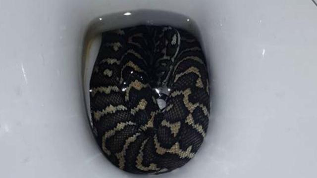 Mulher vai no banheiro e é picada por cobra escondido dentro do vaso