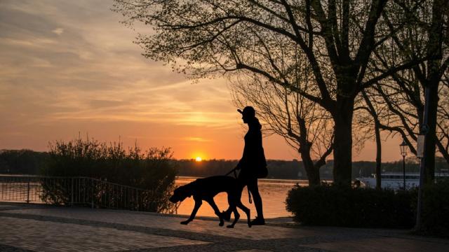 Treviso, si suicida dopo la morte del suo cane: il dramma a Villorba