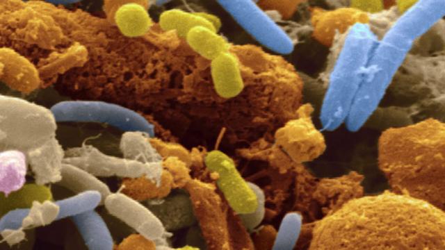 Il legame tra la depressione e il microbiota intestinale