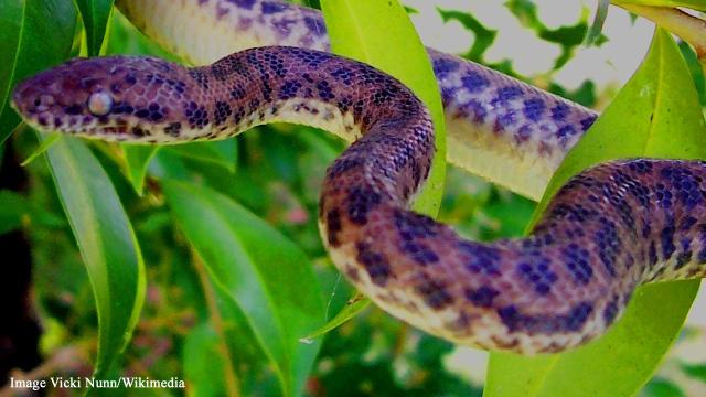 Spotted python flies from Australia to Scotland in a woman's shoe