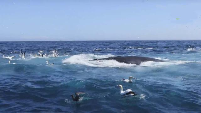 Port Elizabeth tour operator ends up in a Blyde's whale's mouth and survives