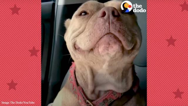 5 moving animal stories that require a whole box of tissues