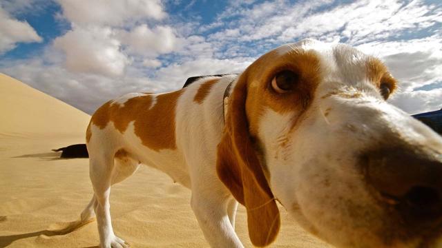 10 funny dog memes to cheer up your day