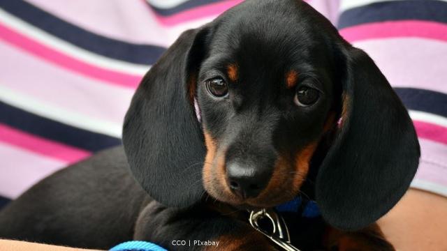 USA: High-quality, human-grade organic food interests pet owners 