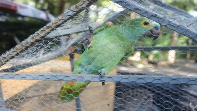 Papagaio “detido” em ponto de tráfico é encaminhado ao Zoobotânico