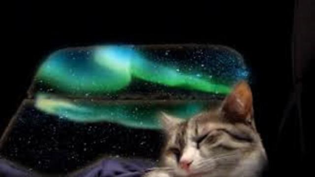 Les chats qui ont le don se fondre dans le décor