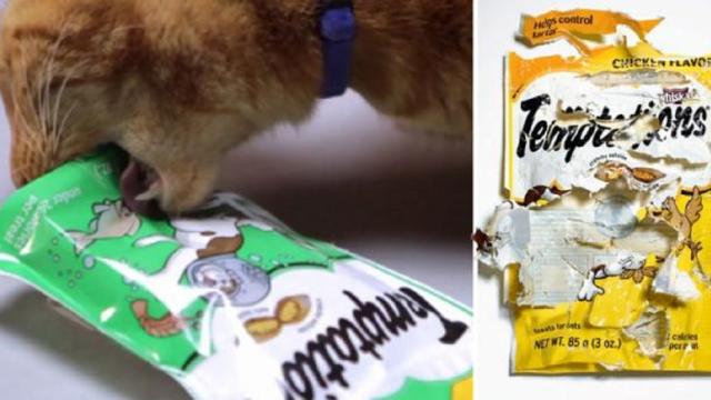 Les erreurs à éviter avec son chat 