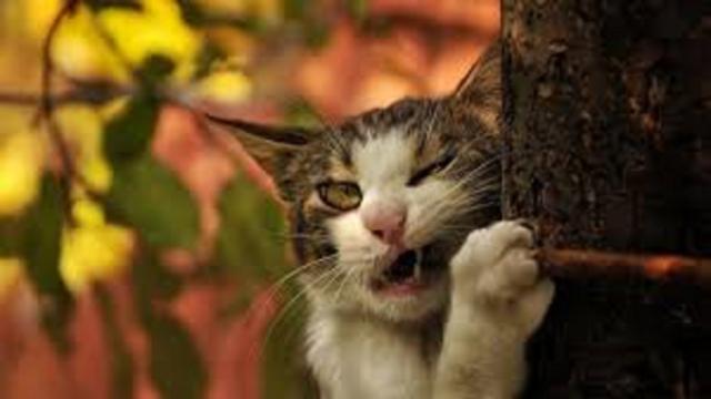 Les photos de chats qui font vraiment rire