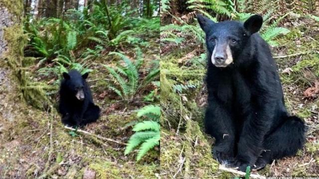 Una cría de oso tuvo que ser sacrificada por ser muy amigable con los humanos