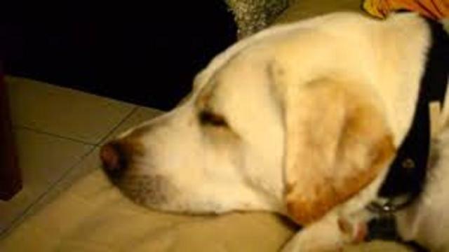 Canicule : Ce qu'il faut faire pour protéger un chat ou un chien