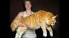 Os gatos gigantes mais raros e caros do mundo