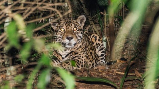 Homem atacando por onça é salvo por cinco cachorros