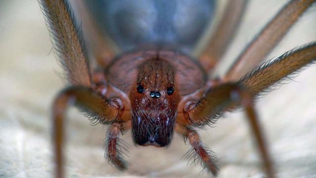 Ragno violino: non c'è allarme