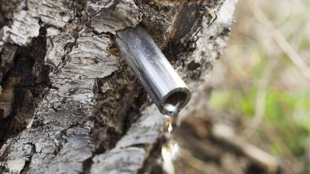 El agua de abedul puede ayudar a perder peso 