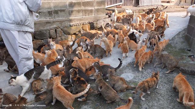 Tourism on Cat Island, Japan hit by reduction in cat population
