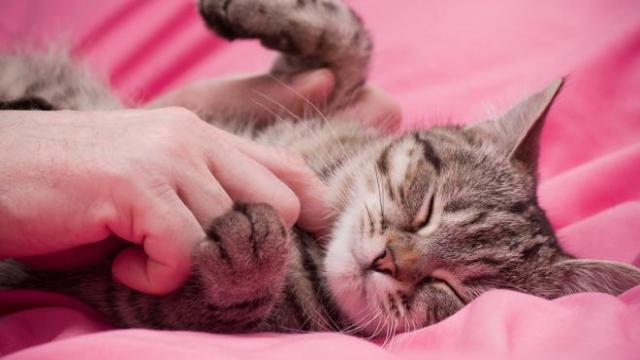 Cohabitation entre chat et enfant, ce qu'il faut savoir