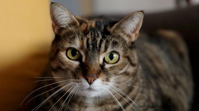 5 solutions pour faire manger votre chat