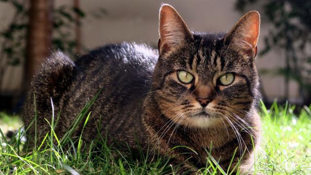 6 choses qui vont énerver le chat