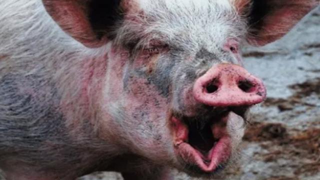 Roma, entra nel recinto dei maiali con un bimbo di 2 anni: 49enne ucciso da una scrofa