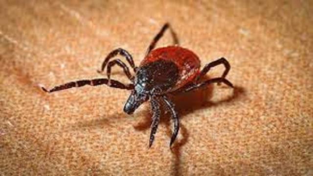 Quelques astuces pour éviter les problèmes de tiques