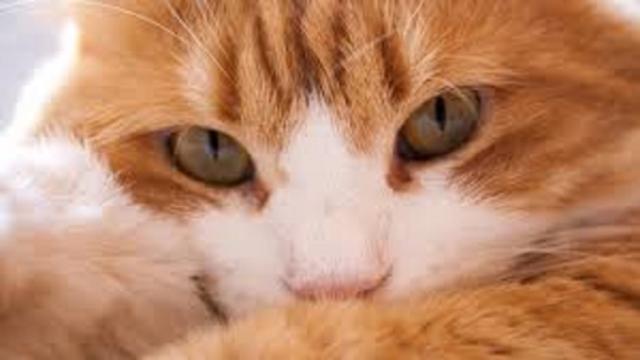 Chat : les conseils pour bien dormir