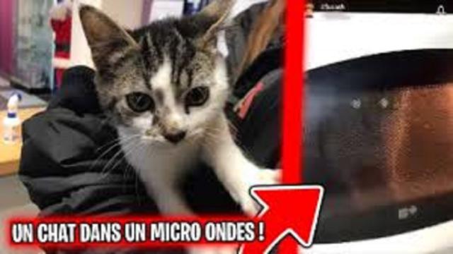 Chat dans un micro-ondes : la SPA intervient