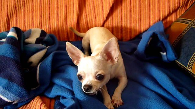 Cagliari, Sardegna: 21enne uccide a colpi di scopa il cane della madre, arrestato