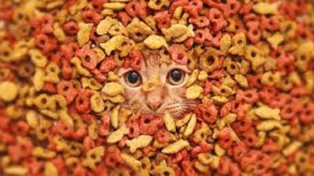 Les explications de la perte d’appétit des chats