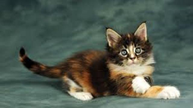 Les 5 avantages d'avoir un chat à la maison