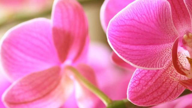 I proverbi di gennaio e febbraio, cinque detti per i primi due mesi dell'anno