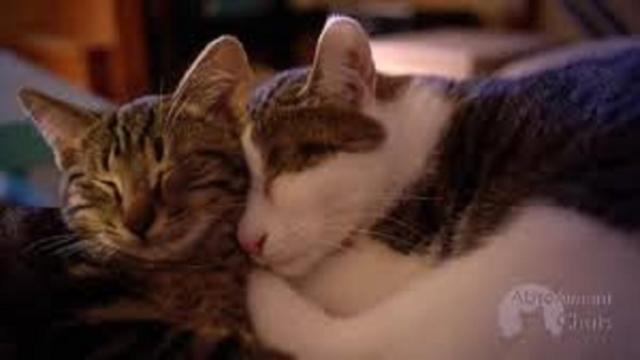 Dormir avec son chat aurait des effets négatifs 